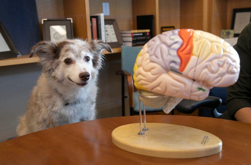 Breeding Causes Changes in the Anatomy of a Dog’s Brain