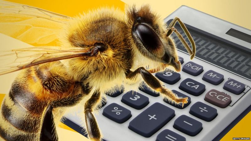 Bees Understand Math Too!